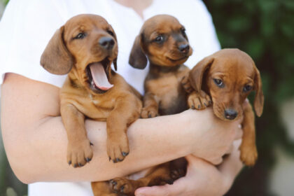 beagles for sale